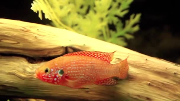 Vacker Fisk Akvariet Stockvideo