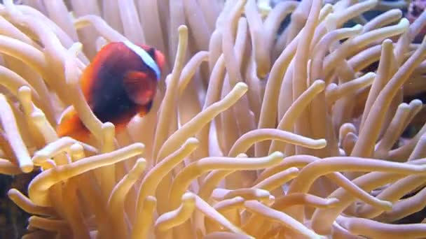 Beaux Poissons Dans Aquarium — Video