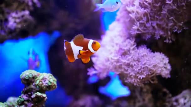 Piękne Ryby Akwarium — Wideo stockowe