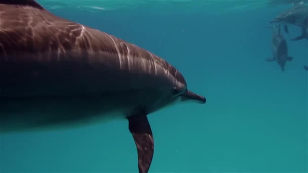 Mundo Submarino Delfines Bajo Agua — Vídeo de stock