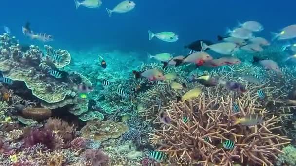 Unterwasserwelt Schöner Unterwasserhintergrund — Stockvideo