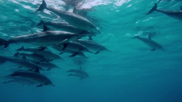 水中の世界イルカは — ストック動画