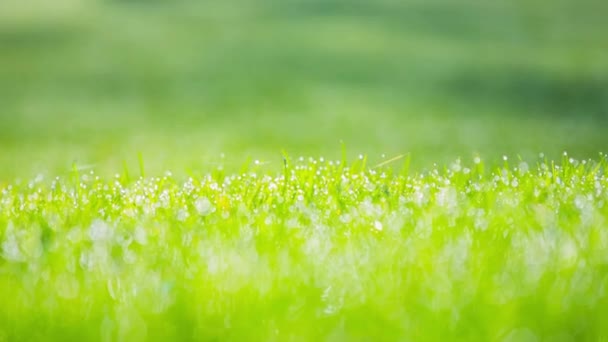 Piękne Tło Zieloną Trawą — Wideo stockowe