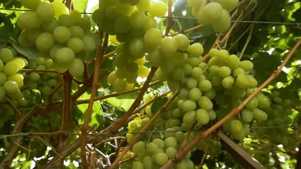 Groene Druiven Een Wijngaard Stockvideo