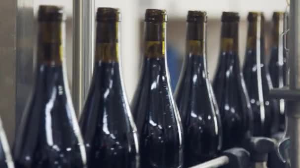 Şarap Üretimi Fabrikada Şarap Şişeleri — Stok video