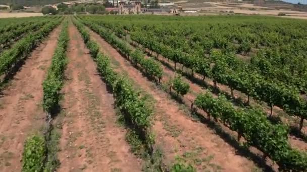 Plantation Vigne Vue Ensemble Production Vin — Video