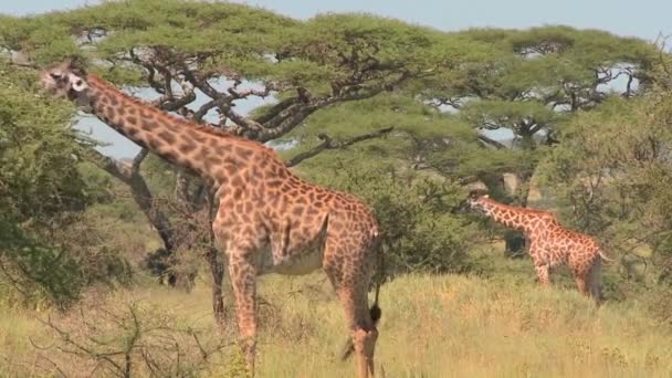 アフリカの茂みの中をゆっくり歩くキリン — ストック動画
