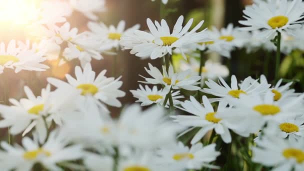 Vacker Vit Kamomill Blommor Närbild — Stockvideo