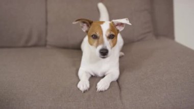 Köpek kanepede oturuyor.
