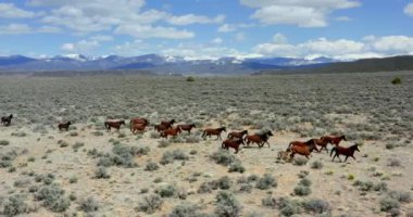 At sürüsü, en iyi manzara.