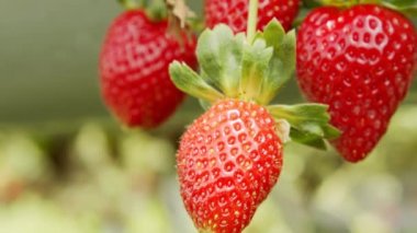 Olgun kırmızı çilek. Yakın çekim.