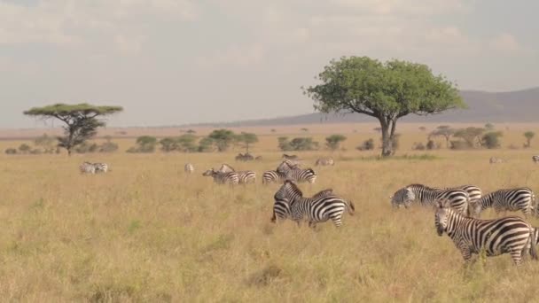 Дика Природа Зебри Африка Дикі Тварини — стокове відео