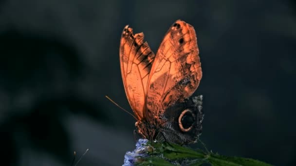 Метелик Крупним Планом Макро Природа Влітку — стокове відео