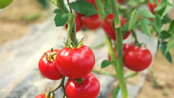 Tomates Rojos Maduros Cerca — Vídeos de Stock