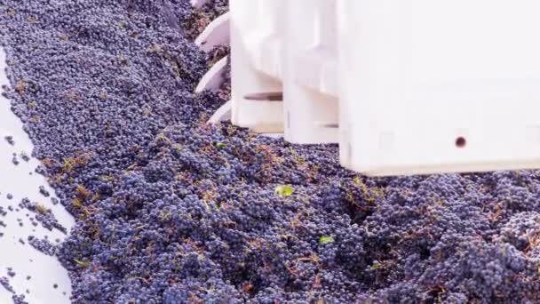 Närbild Vinproduktionstekniken — Stockvideo