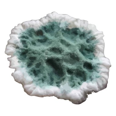 Beyaz arkaplanda bir parça küf gösterilir.