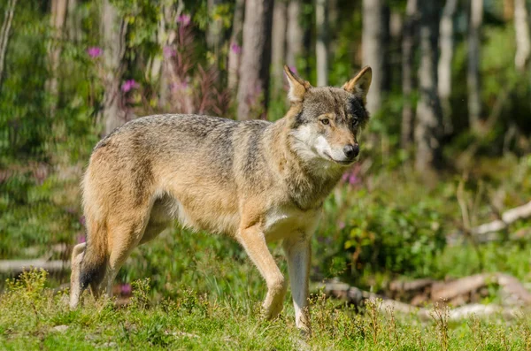 Timber wolf — Stockfoto