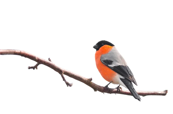 Bullfinch isolated Stock Picture