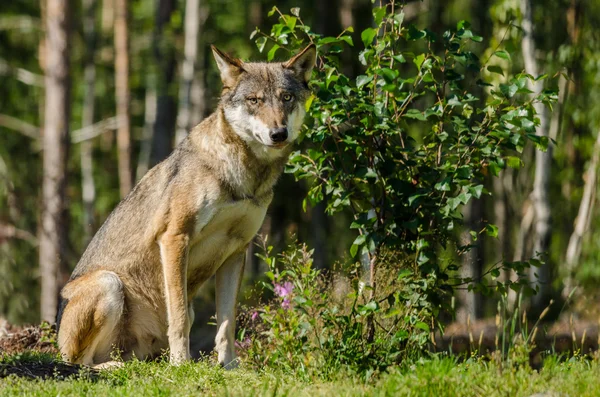 Szürke Farkas ülő — Stock Fotó