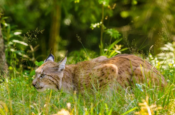 Bobcat hunting in a forest Stock Image