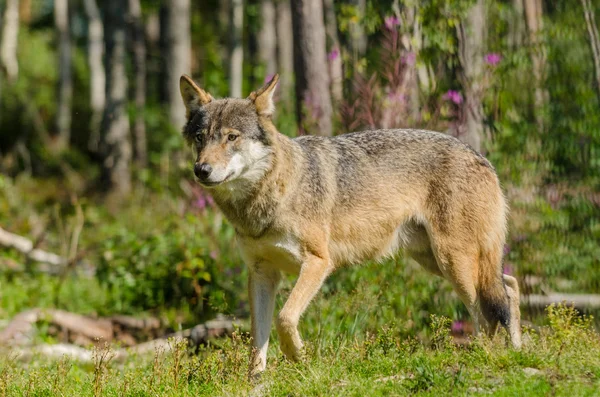 Lobo cinzento (Canis lupus) — Fotografia de Stock