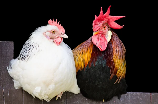 Hahn und Huhn Stockbild