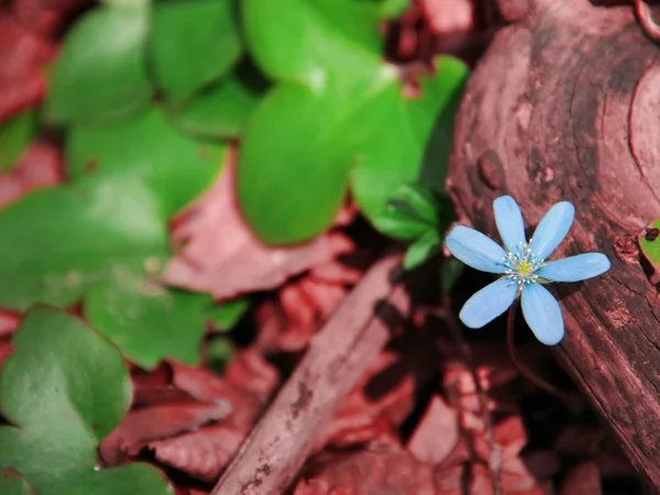 A primeira primavera — Fotografia de Stock