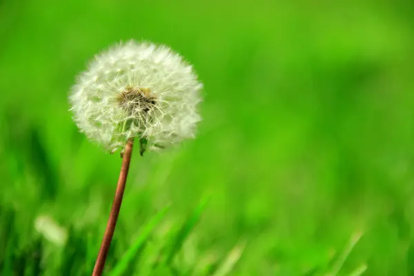 Una flor es un diente de león — Foto de Stock