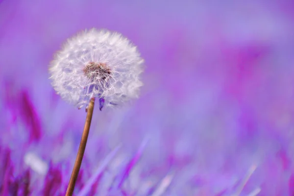 Uma flor é um dente-de-leão — Fotografia de Stock