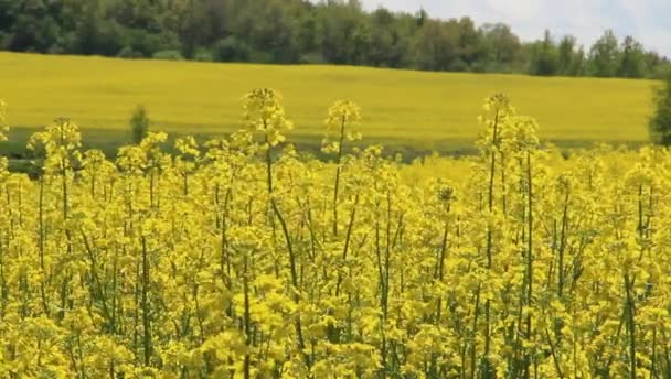 Поле згвалтування — стокове відео