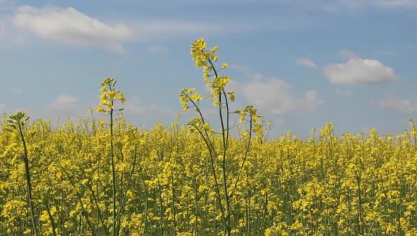 Campo di stupro — Video Stock