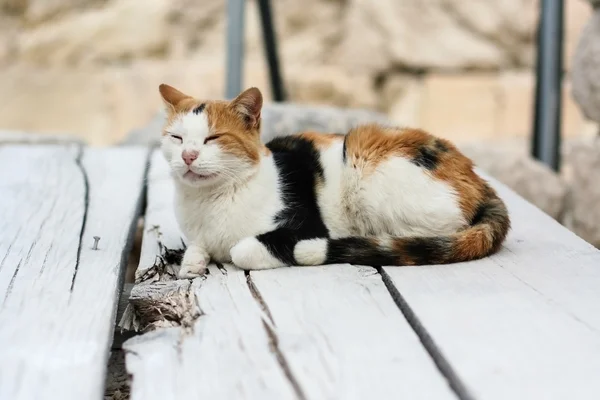 Gato contento descansando sobre un puente de madera — Foto de Stock