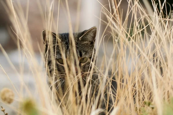 Portrait of a cat in the dry grass — Stock Photo, Image