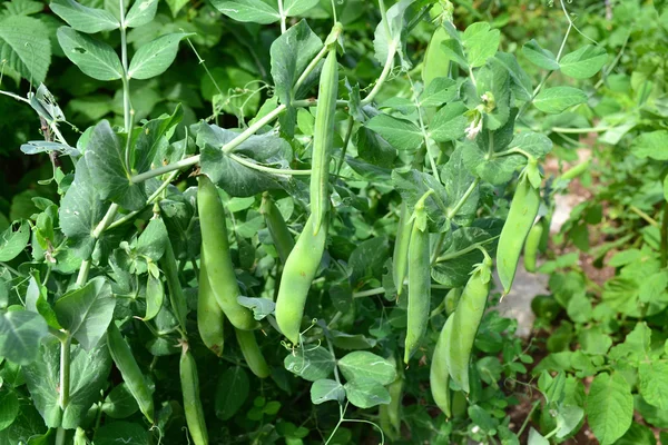 Bush green peas — Stock Photo, Image