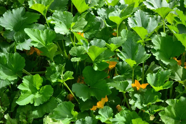 The zucchini are blooming — Stock Photo, Image