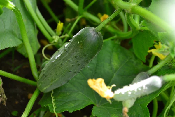 Green cucumber with pimples — Stock Photo, Image