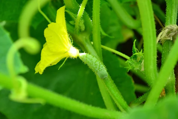 Маленький огірок з квіткою — стокове фото