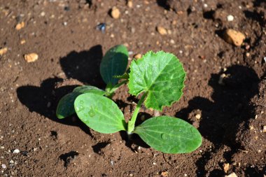 ilk yaprak ile kabak fidan Filiz