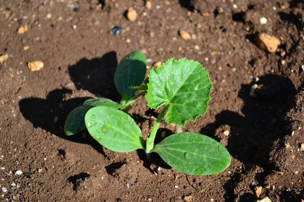 ilk yaprak ile kabak fidan Filiz