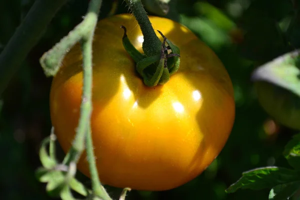 Tomates jaunes sur une branche — Photo