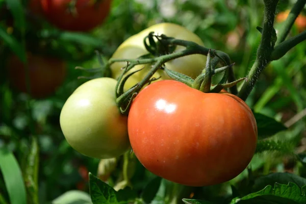 グランド オープンでトマトの成長 — ストック写真