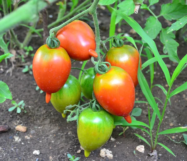 Crescita Pomodori Nella Terra Aperta — Foto Stock