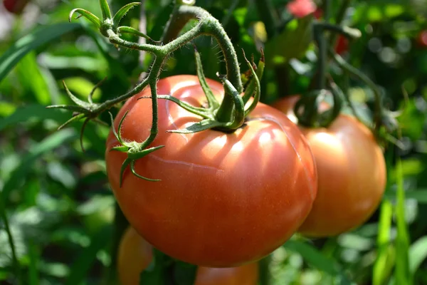 Crescimento Tomates Campo Aberto — Fotografia de Stock