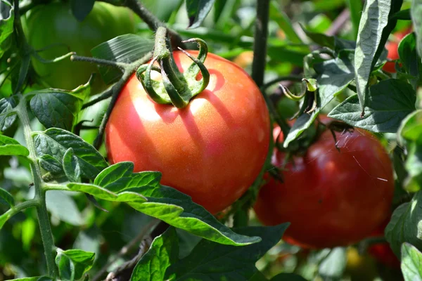 Bush pomidory w ogrodzie — Zdjęcie stockowe