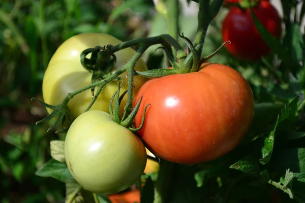 Bush pomidory w ogrodzie — Zdjęcie stockowe