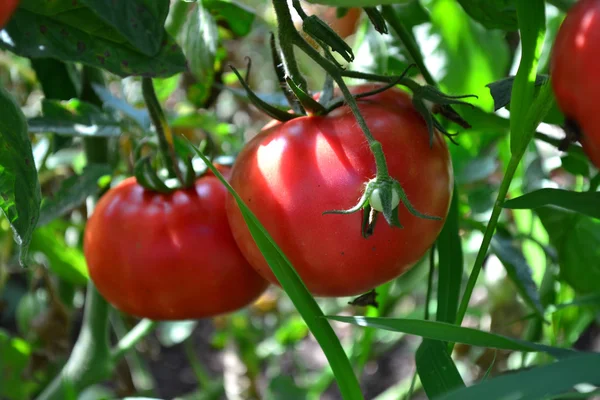 Growth Tomatoes Open Ground — Stock Photo, Image