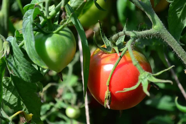 Tomates Bush no jardim — Fotografia de Stock