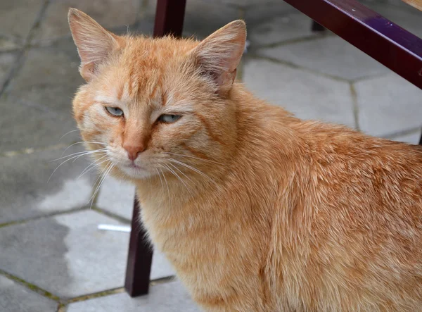 Red Tired Yard Cat Close — Stock Photo, Image