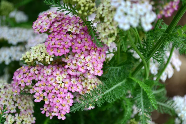 Delicate flowers of yarrow — Stock Photo, Image