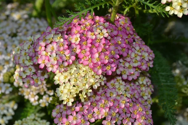 Delicate flowers of yarrow — Stock Photo, Image